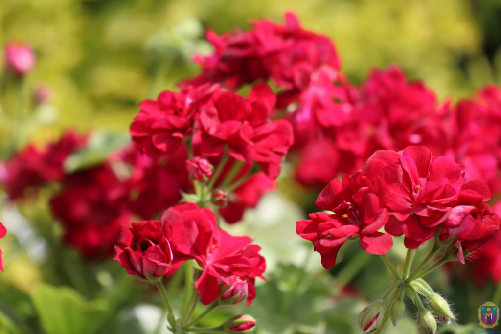 у покрові висаджують квіти - зображення 1